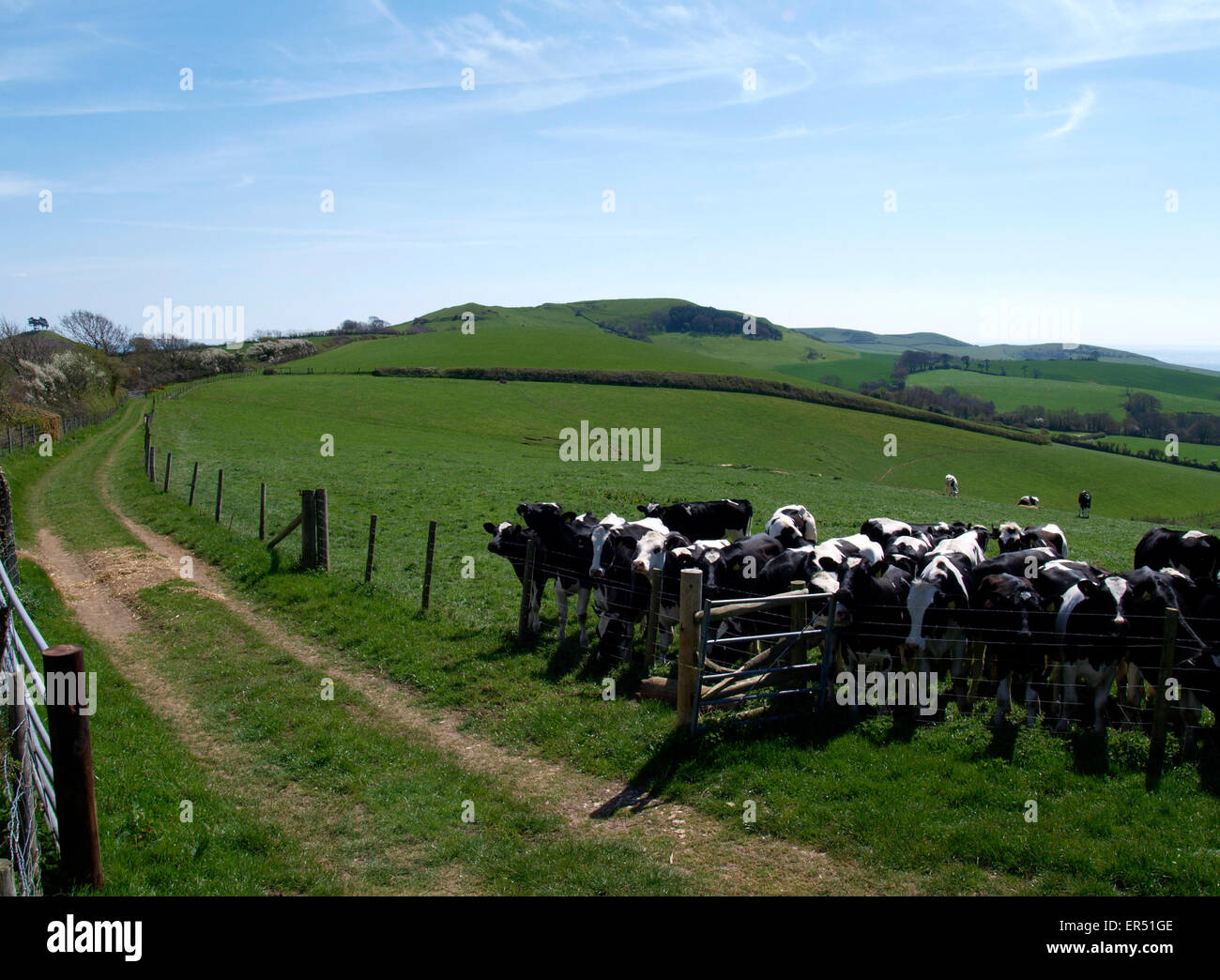 Las vacas en el campo junto a la granja vía, Chideock, Dorset, Reino Unido Foto de stock