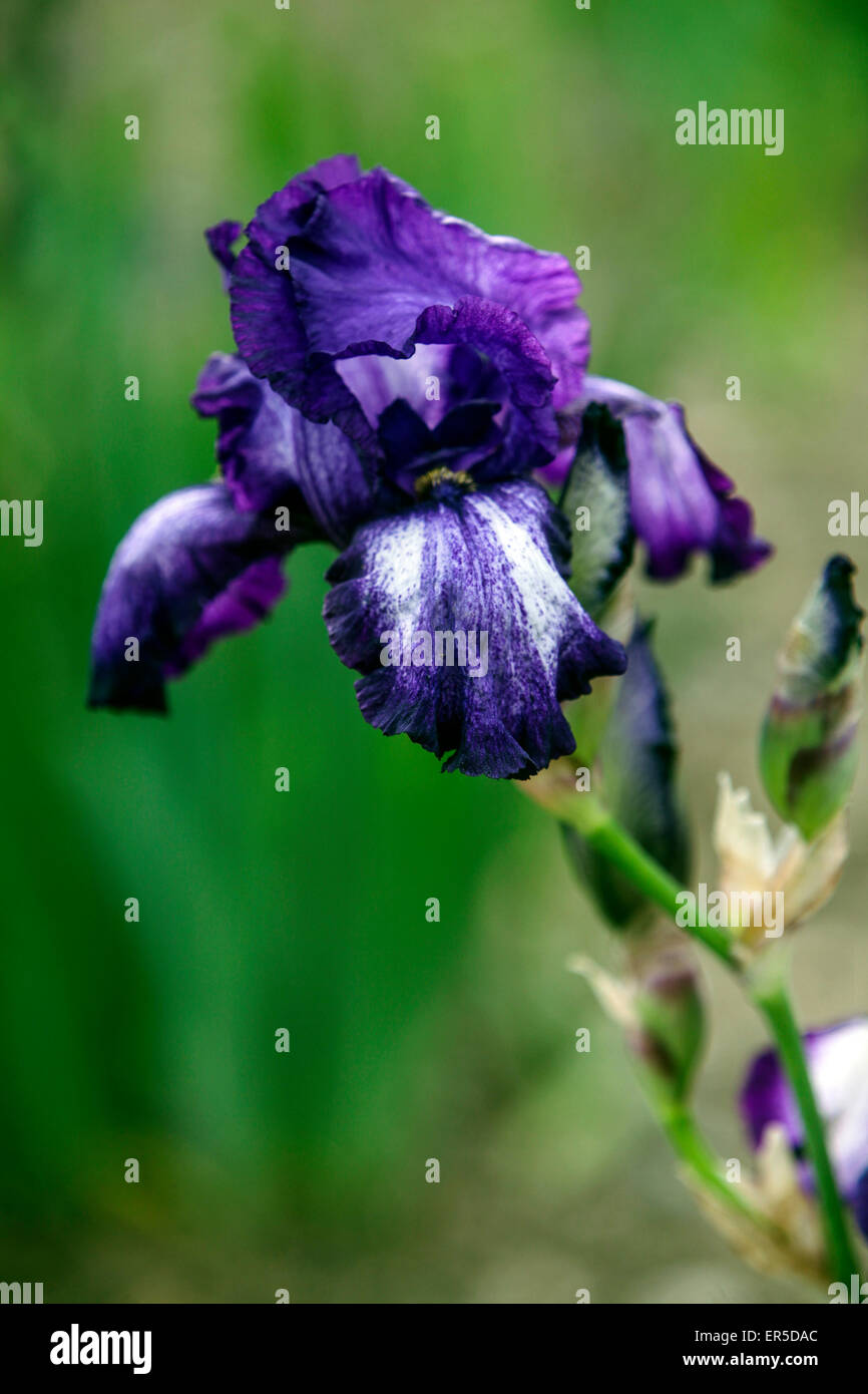 Tall barbudo, Iris Barbata Elatior "fantástico", Iris flor azul Foto de stock