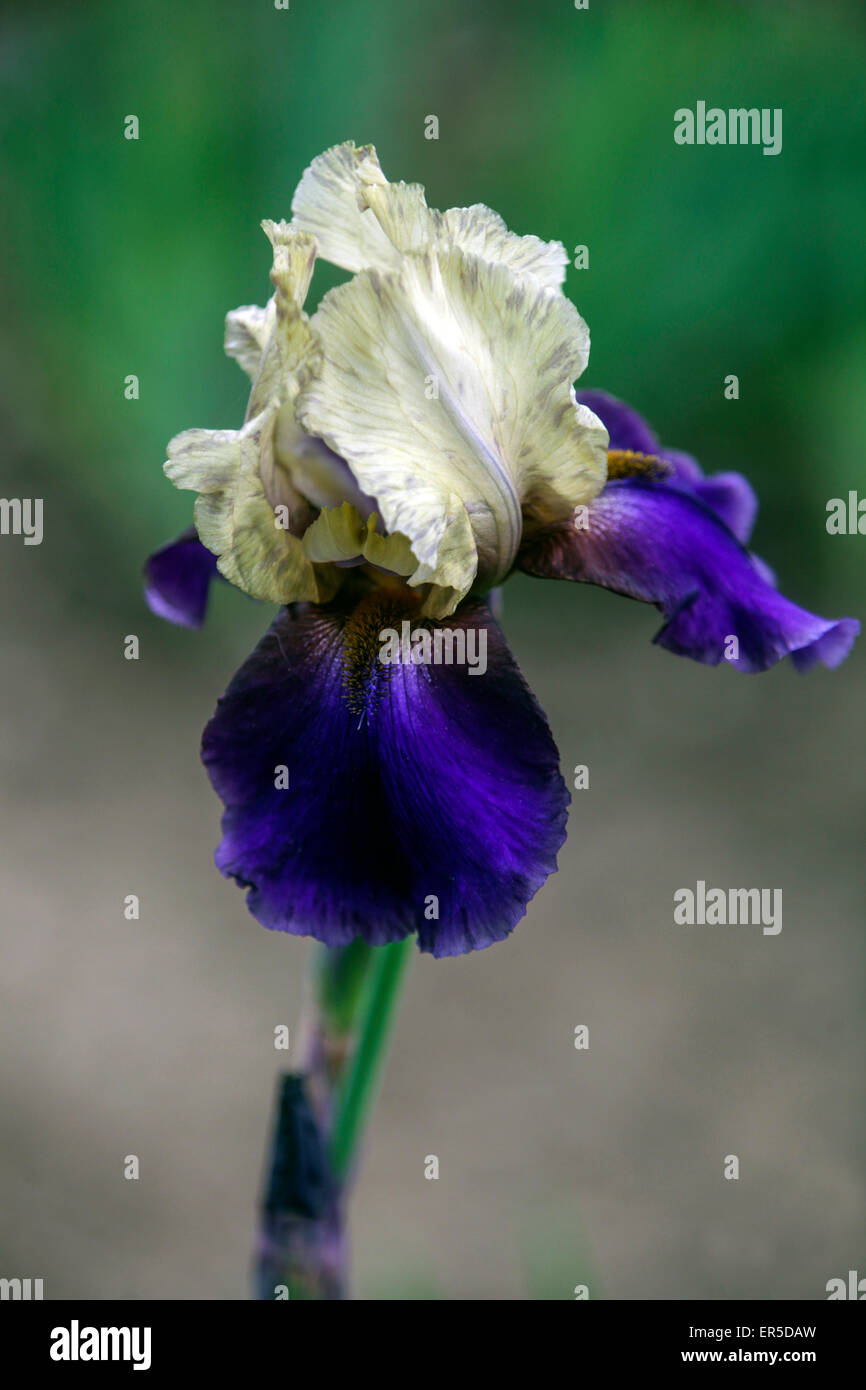 Flor Iris 'Mocambo' de barba alta, flor azul-blanca, colores combinados Foto de stock