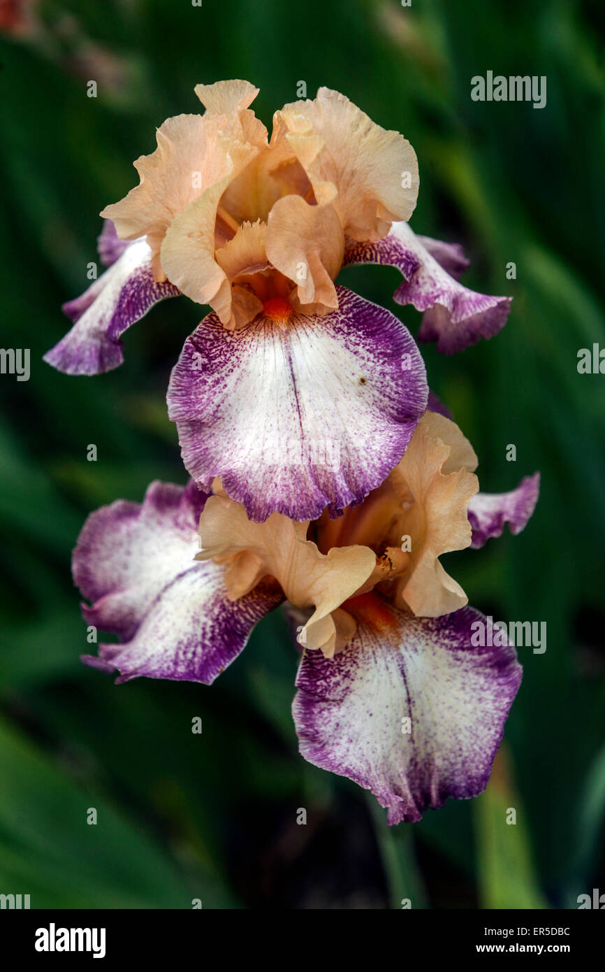 Flor Iris alta con barba púrpura Barbata Elatior 'caprichoso' florece cremoso Foto de stock