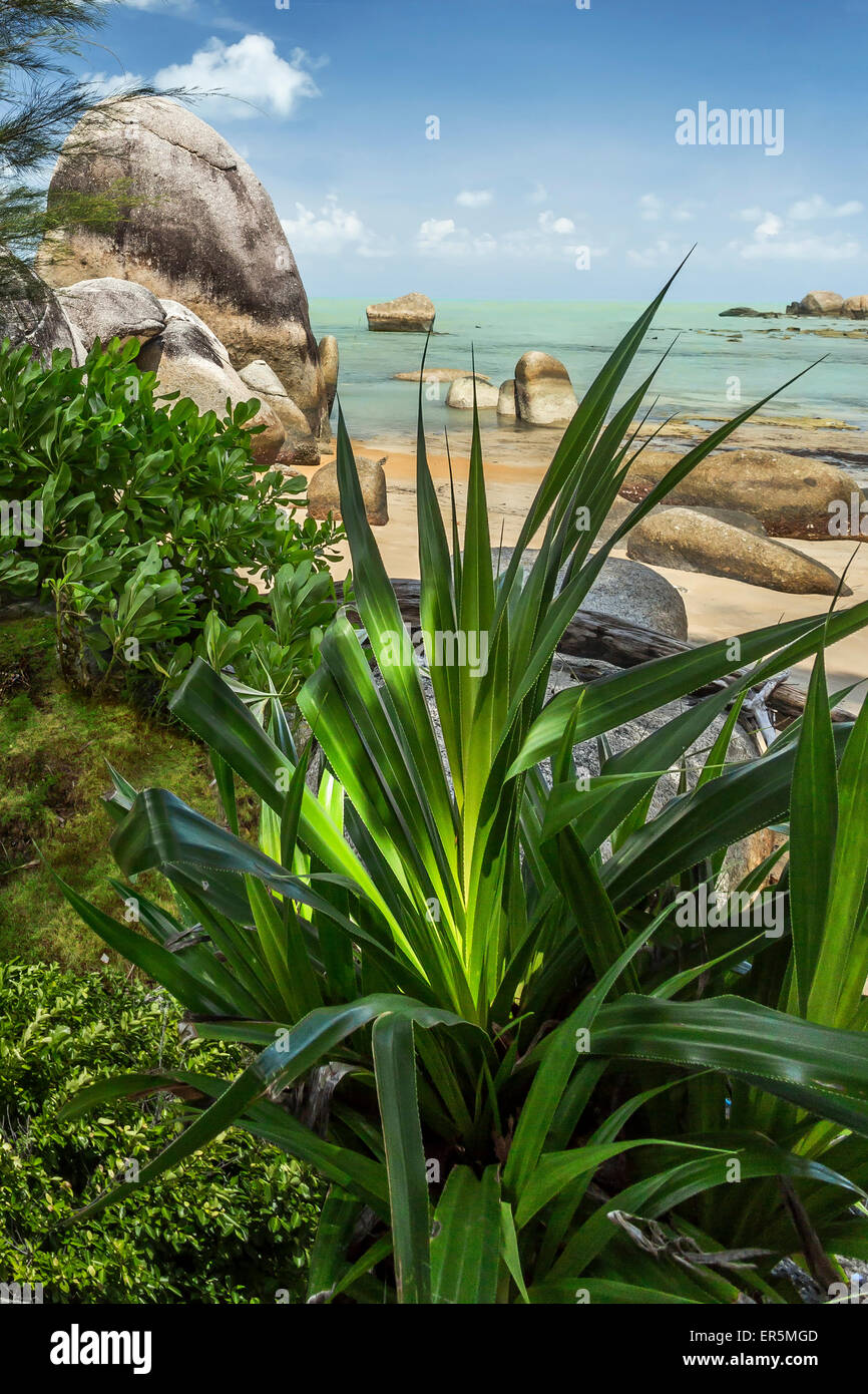 Árbol Pandanus en playa jardín Foto de stock