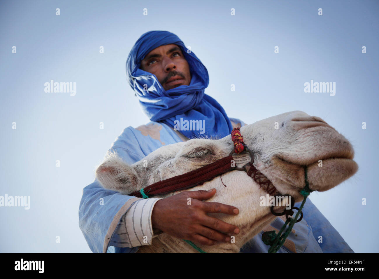 Bereber masculino con un dromedario, Marruecos Foto de stock