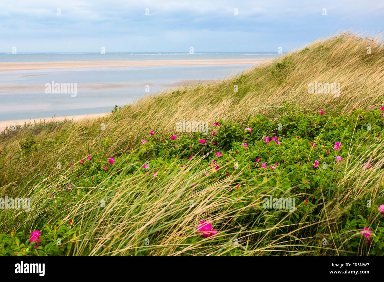 Dunas japonés con rosas, Rosa rugosa, Langeoog Isla, Mar del Norte, el Parque Nacional, Sitio del Patrimonio Mundial de la Unesco, la Isla de Frisia Oriental Foto de stock