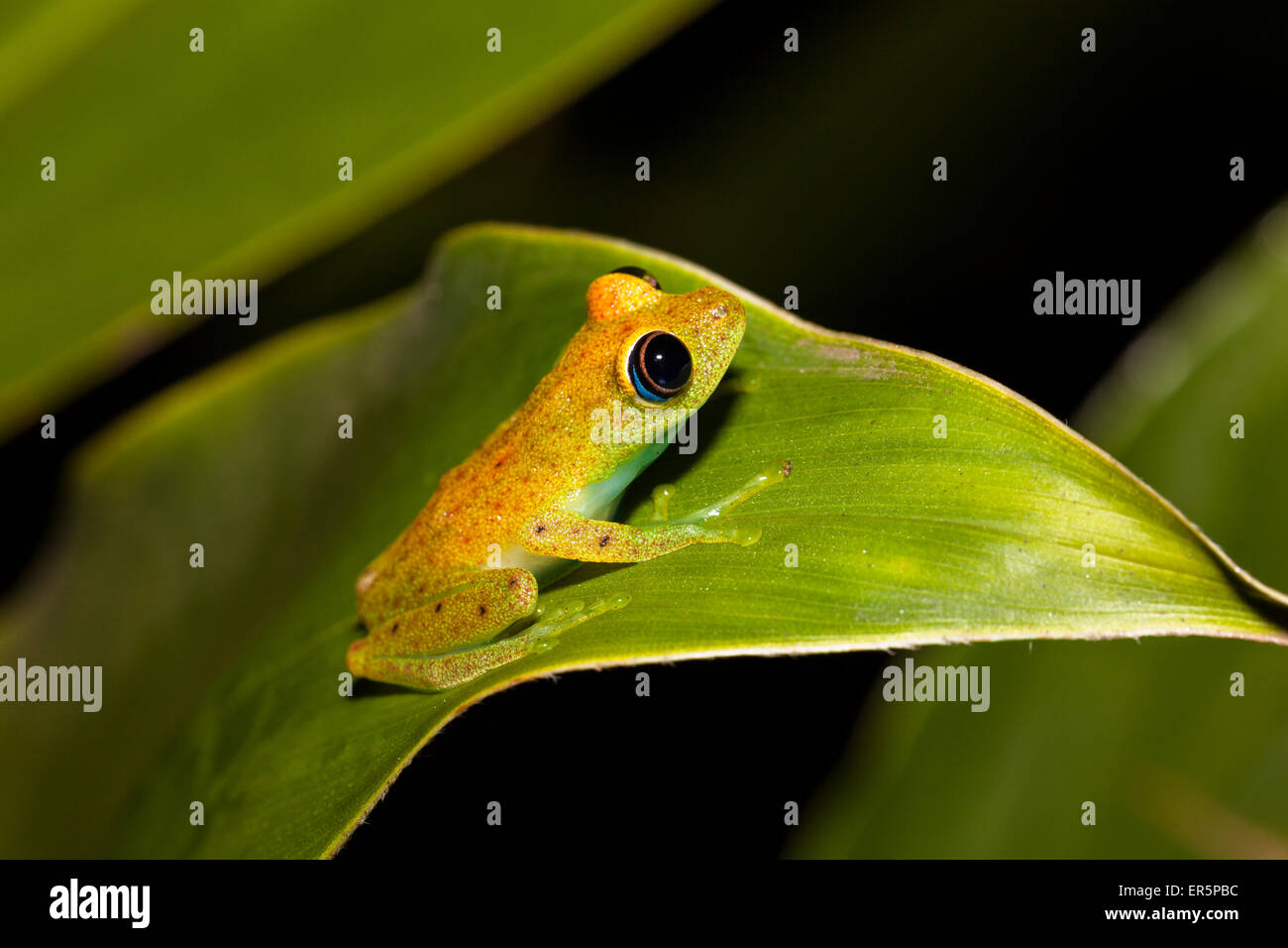 Con los ojos brillantes, la rana verde en la selva de Madagascar, Boophis viridis, Parque Nacional de Andasibe Mantadia, al este de Madagascar, Madag Foto de stock
