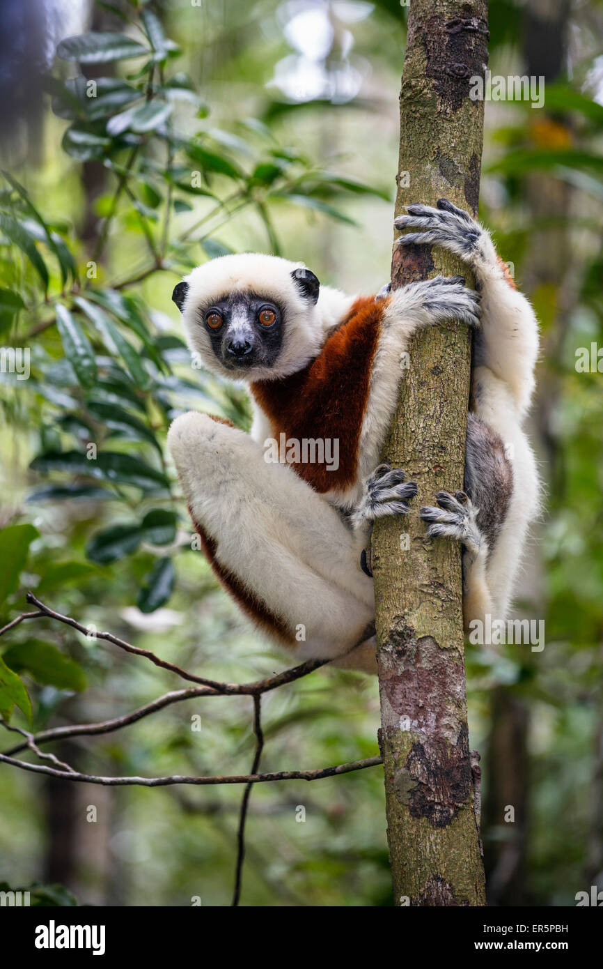 El Sifaka Coquerel, Propithecus coquereli, Reserva Ampijoroa, Madagascar, África Foto de stock