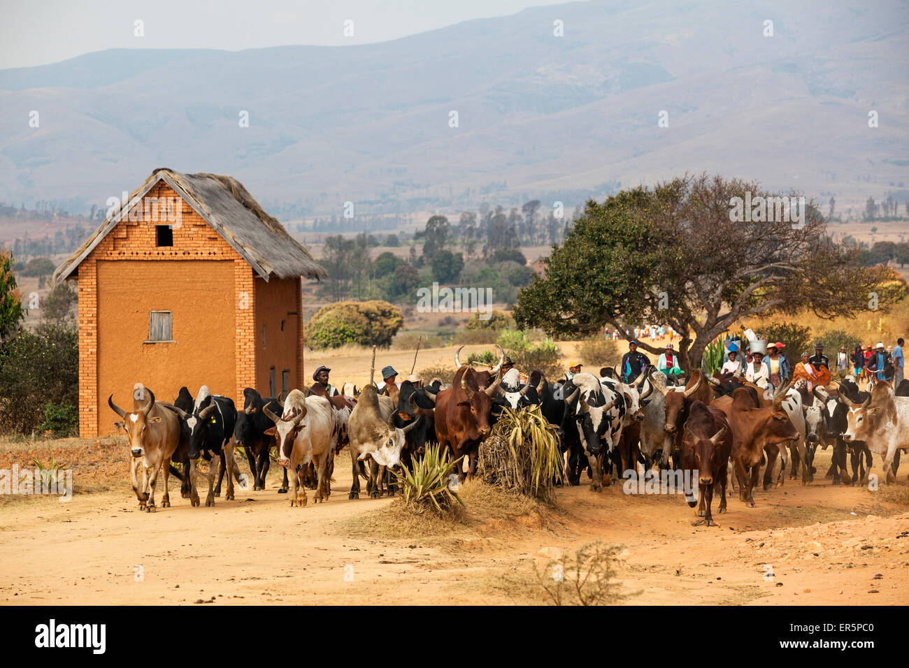 Ceb rebaño en las montañas cerca de Ambavalao, Madagascar, África Foto de stock