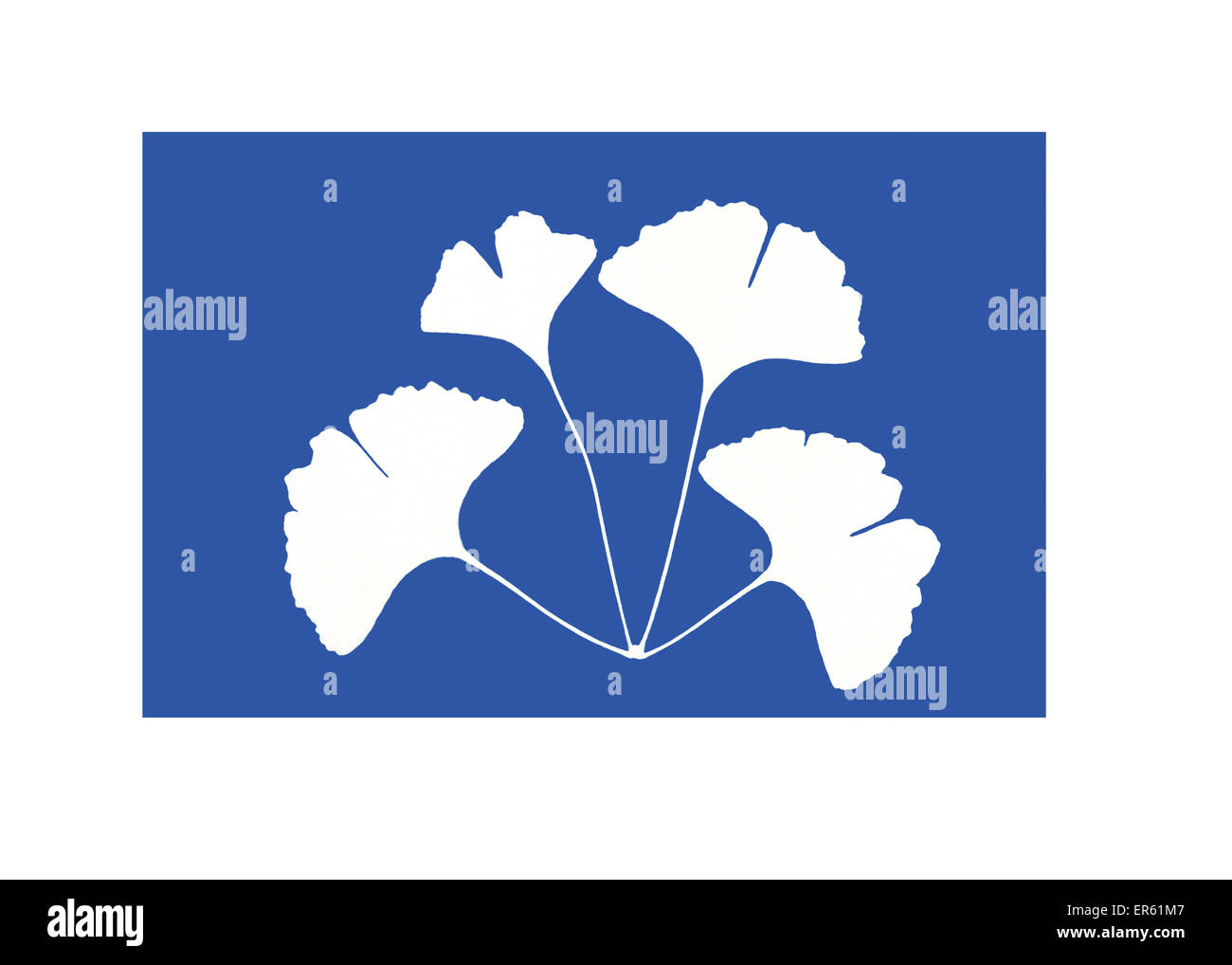 Cianotipo (blueprint) de maidenhair hojas de árbol, Ginkgo biloba, da una imagen negativa en blanco sobre un fondo azul. Foto de stock