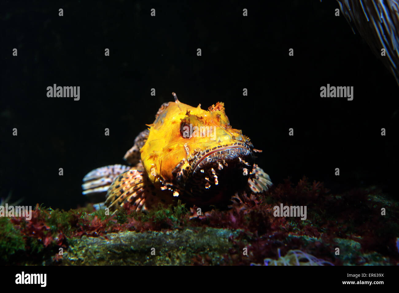 Un amarillo venenosas scorpionfish tumbado en el fondo del mar esperando presa Foto de stock