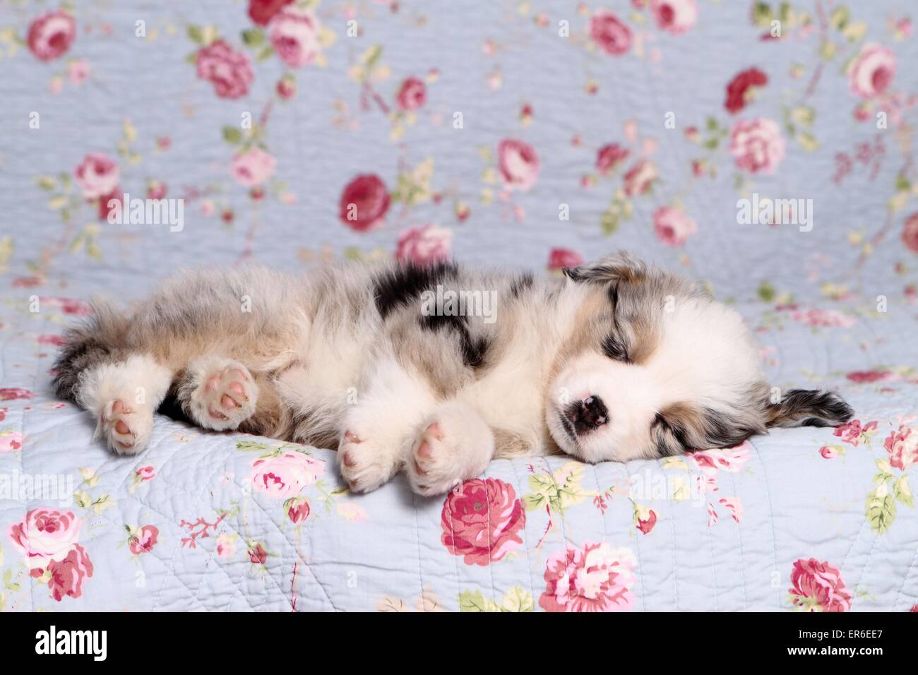 Cachorros Pastor Australiano en miniatura Foto de stock