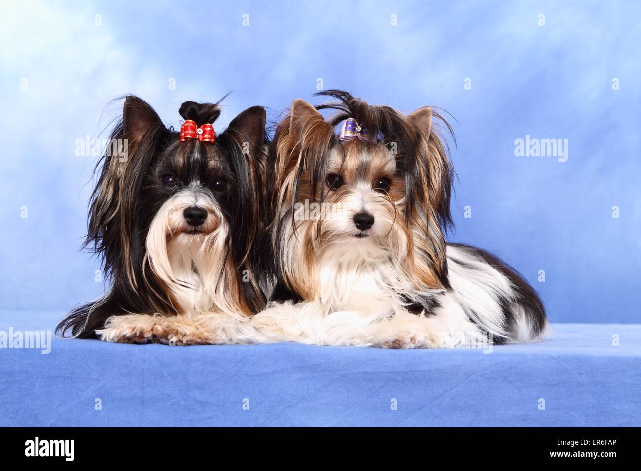 2 Biewer Yorkshire Terriers Foto de stock