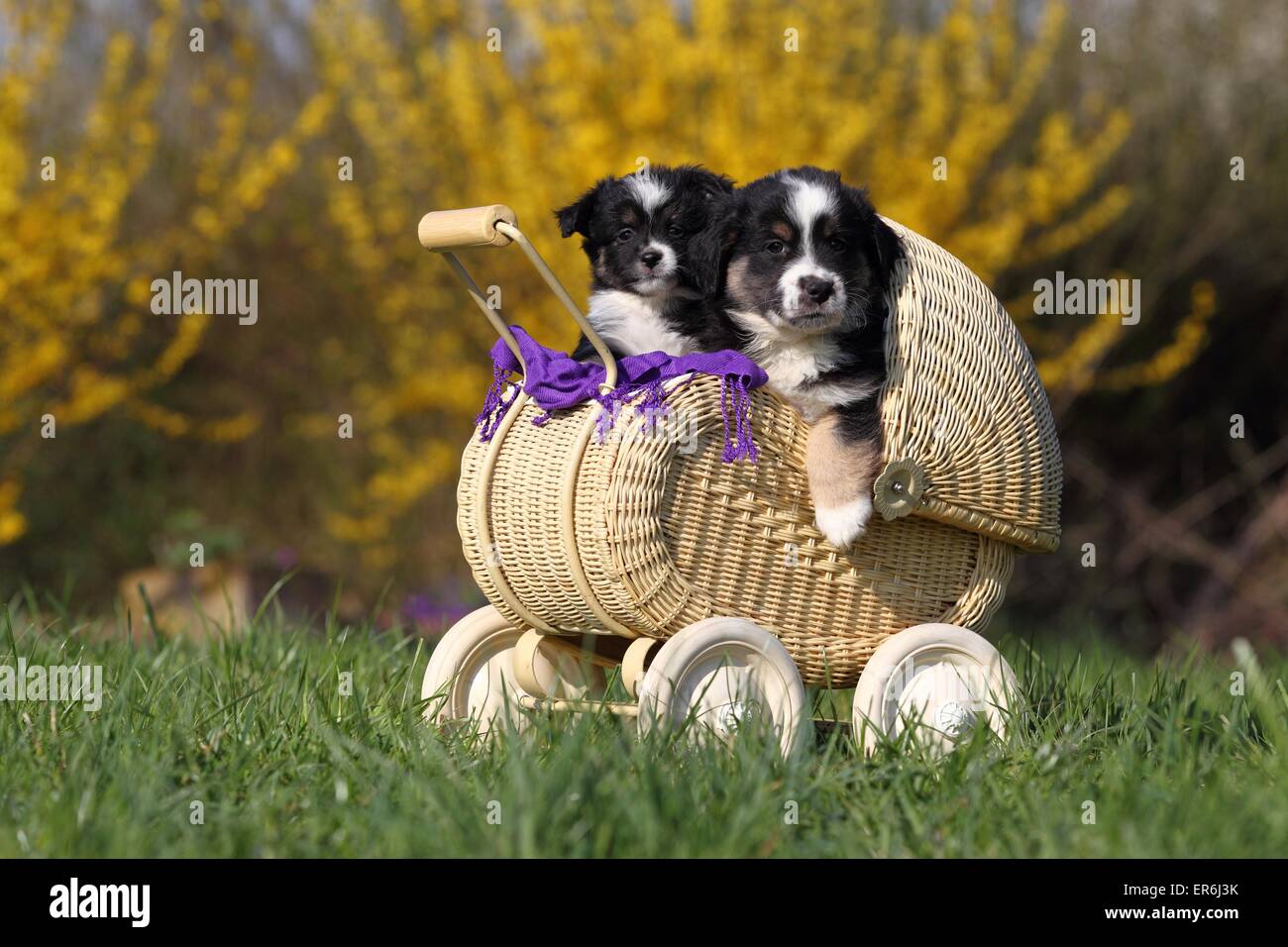 Cachorros Pastor Australiano en miniatura Foto de stock