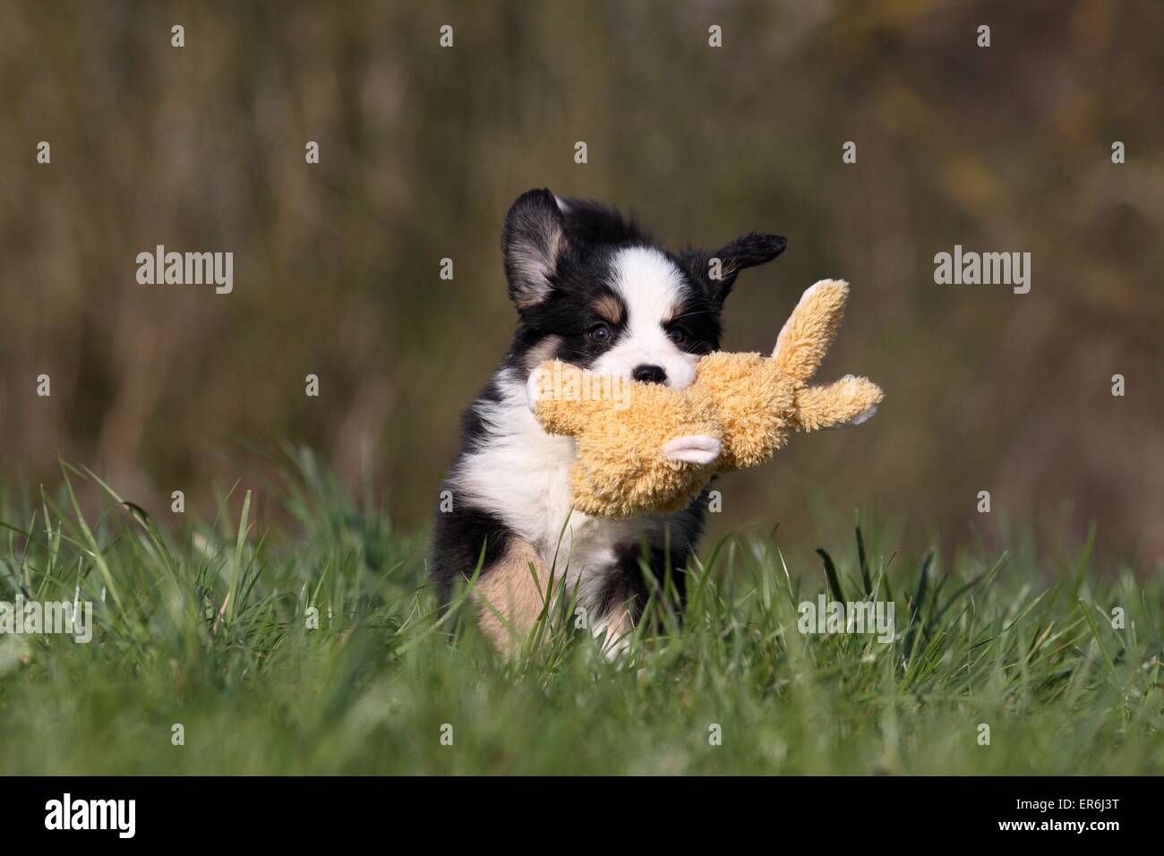 Cachorros Pastor Australiano en miniatura Foto de stock