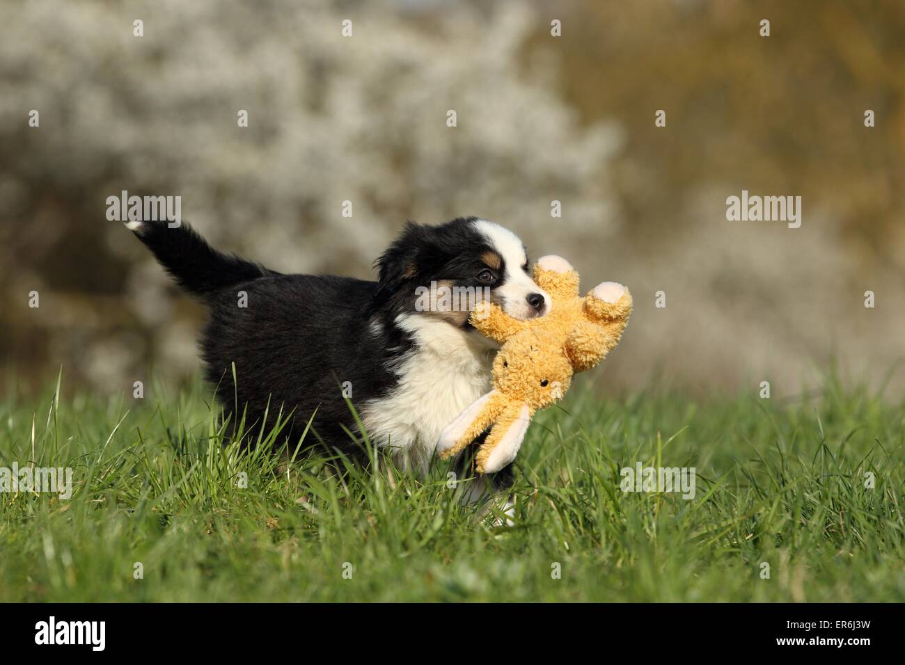 Cachorros Pastor Australiano en miniatura Foto de stock