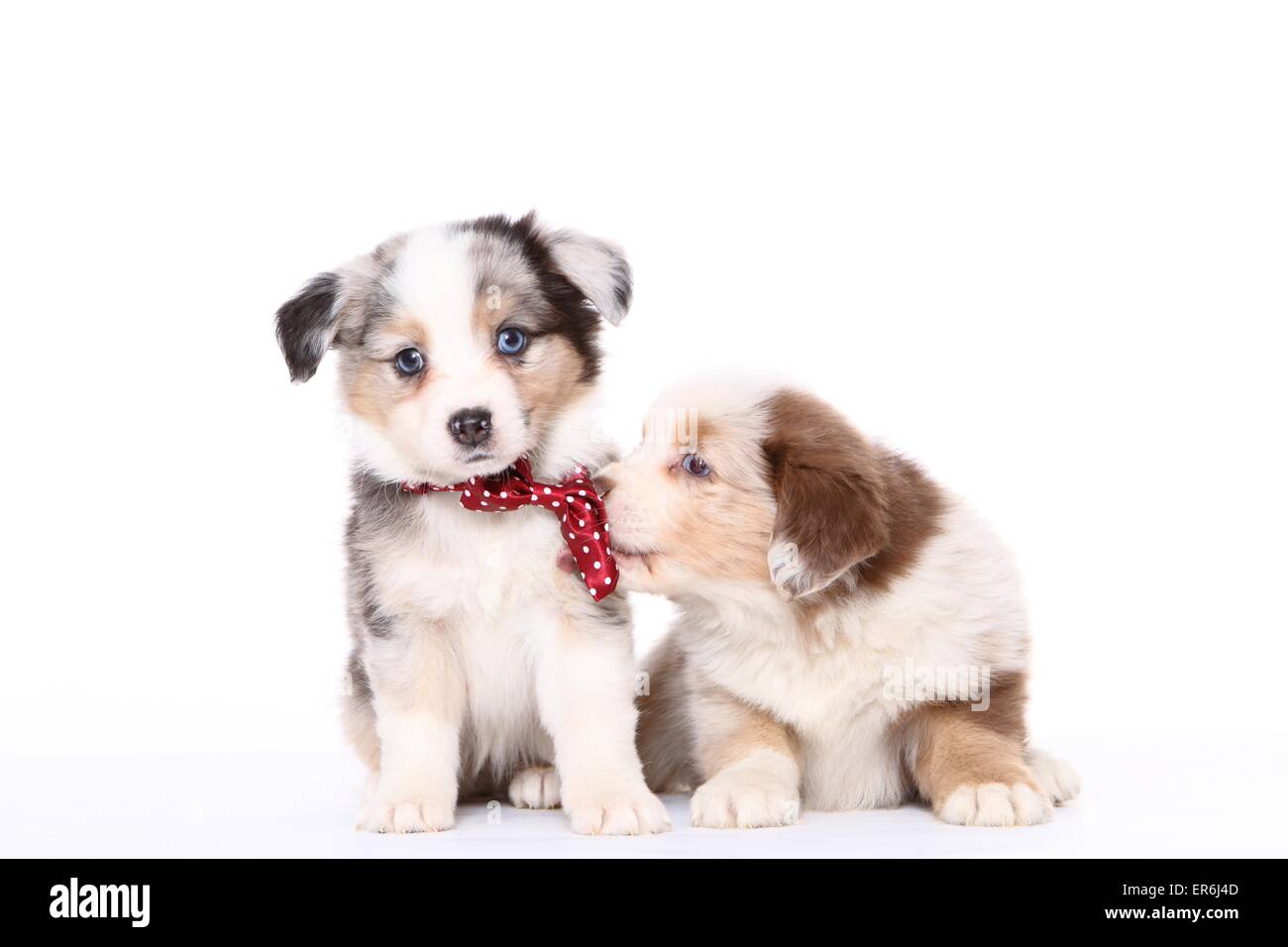 Cachorros Pastor Australiano en miniatura Foto de stock