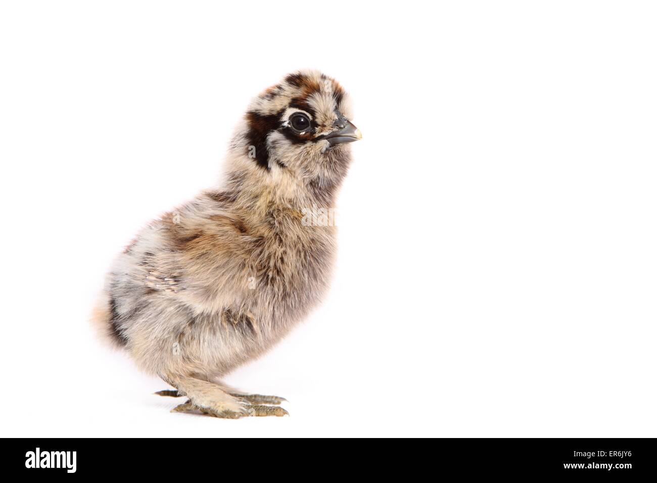Sedoso Fowl chick Foto de stock