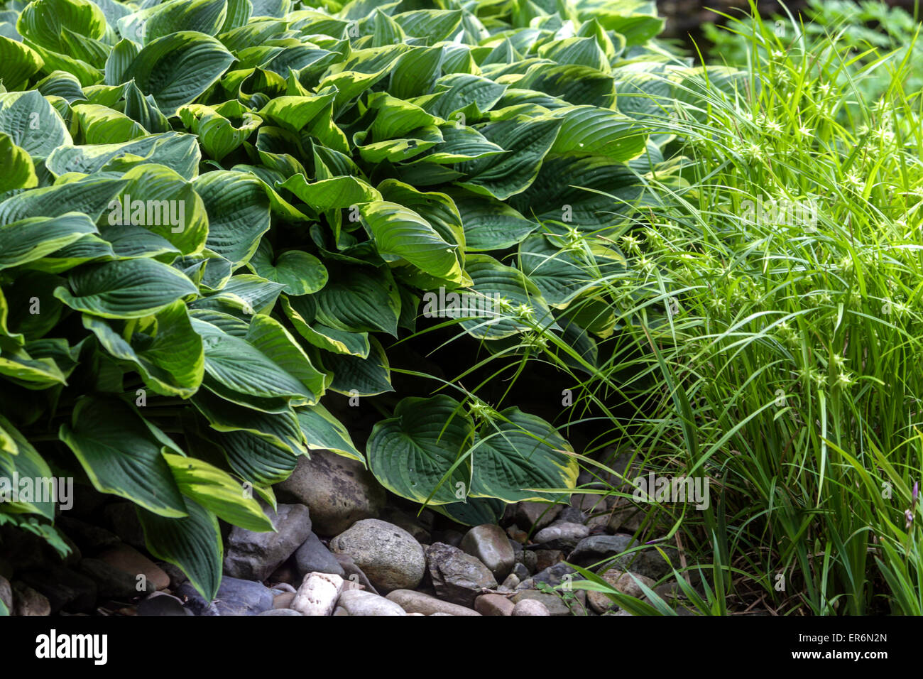 Planta con follaje decorativo y ornamental: planta perenne Hosta Foto de stock