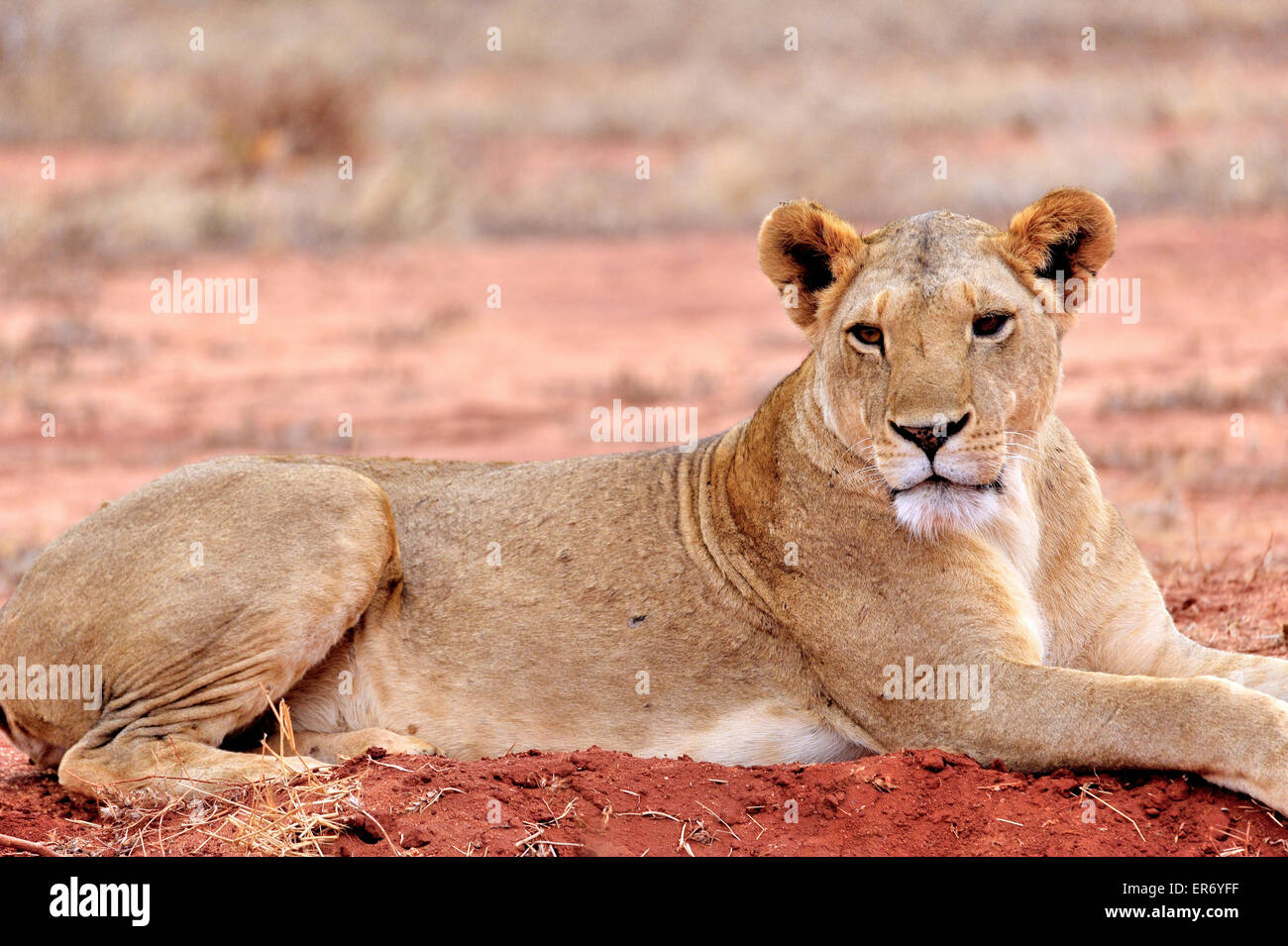 Posando relajado de un león en el suelo rojo de el Parque Nacional de Tsavo East Foto de stock
