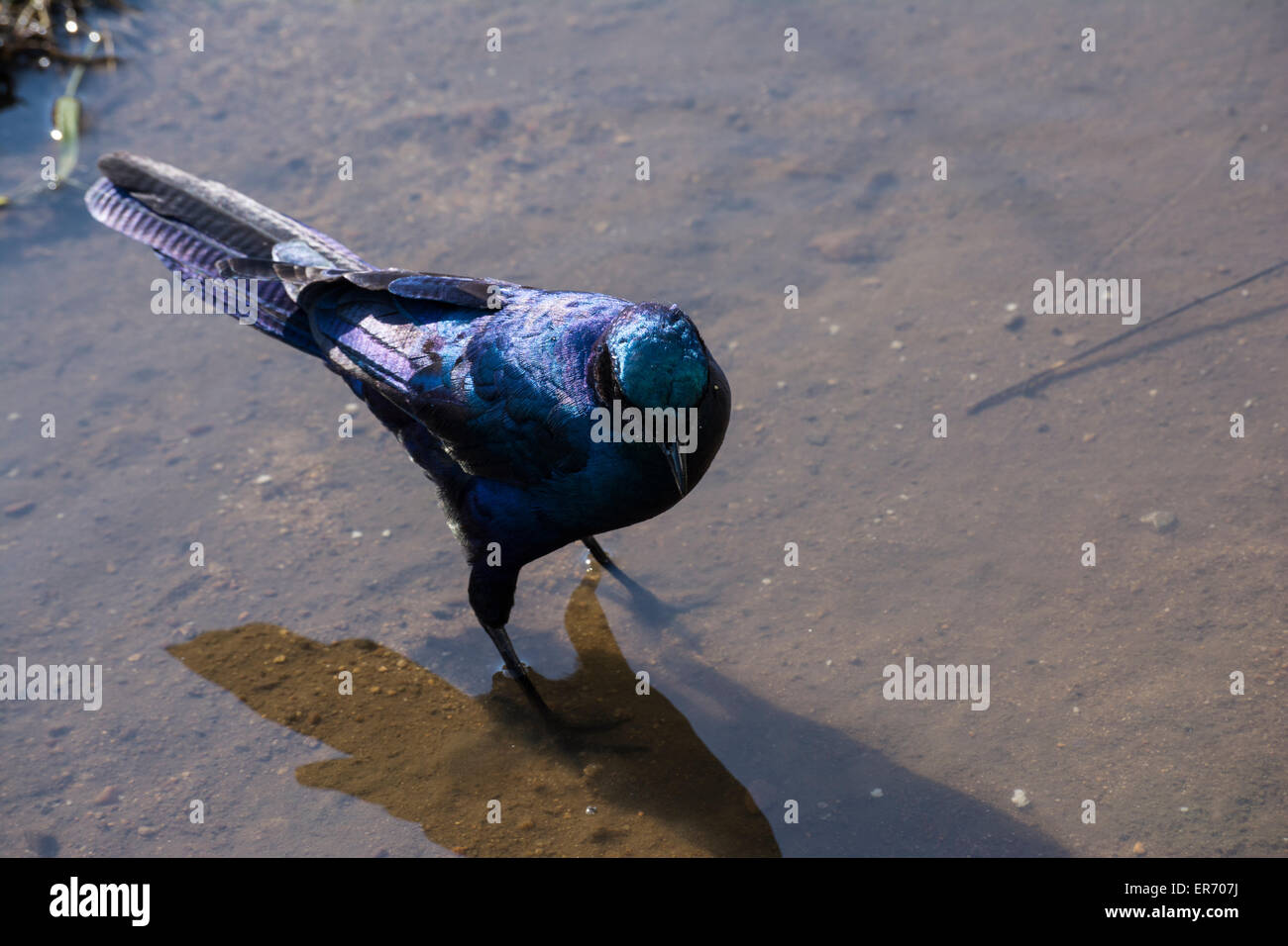 Burchell's starling en aguas someras permanentes Foto de stock