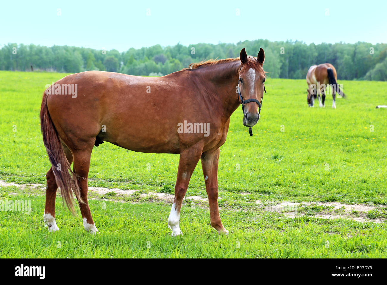 Hermosos caballos Foto de stock