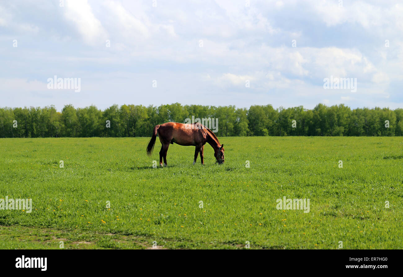 Hermosos caballos en el fondo del bosque paisaje fotografiado de cerca Foto de stock