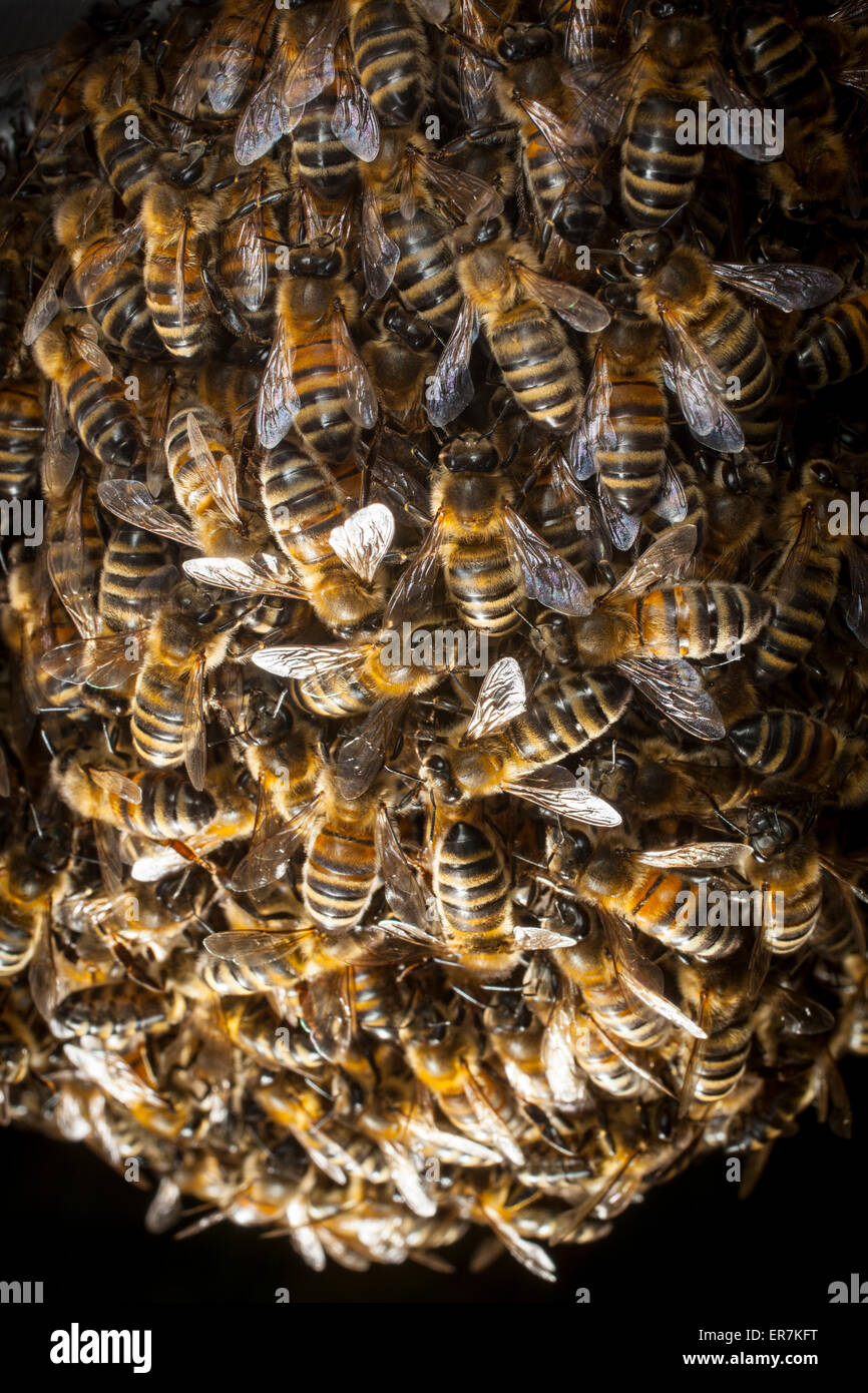 Un enjambre de abejas de miel,que han salido de la colonia original, se reúnen en torno a su nueva reina. Posteriormente se creará una nueva colonia. Foto de stock