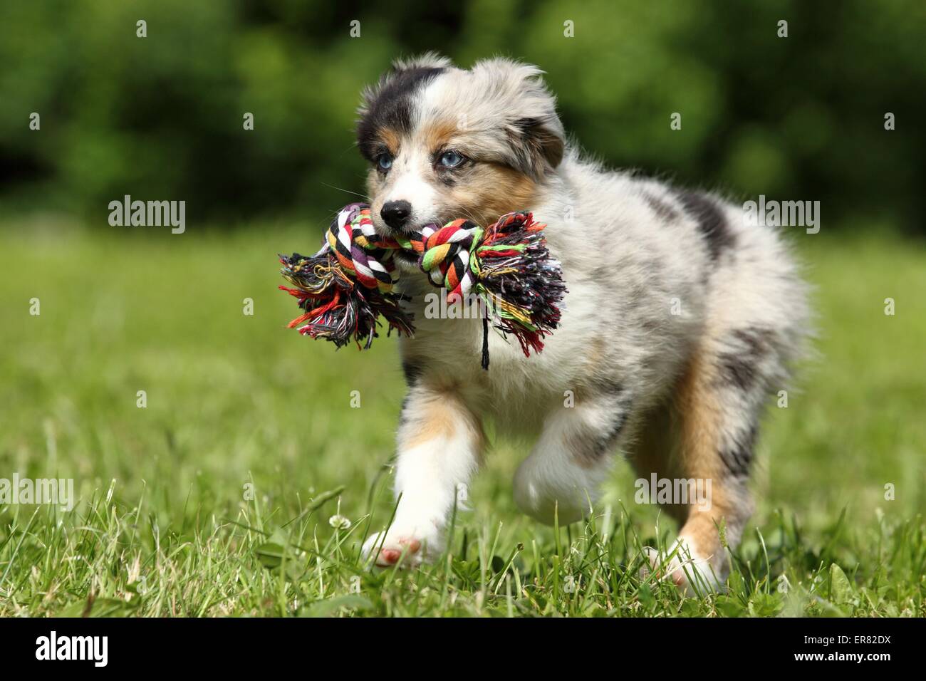 Cachorros Pastor Australiano en miniatura Foto de stock