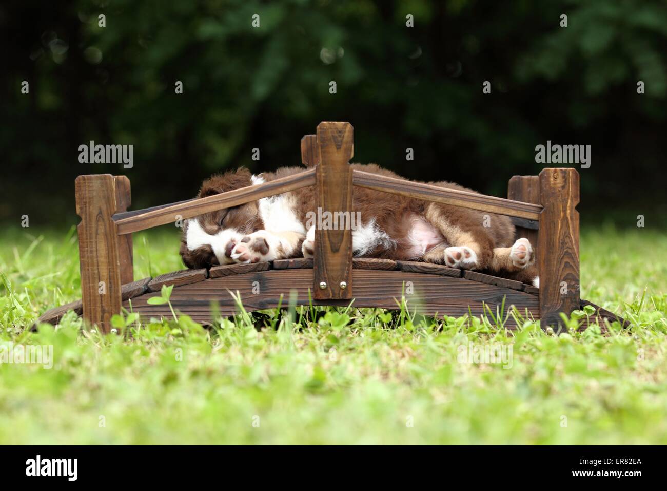 Cachorros Pastor Australiano en miniatura Foto de stock