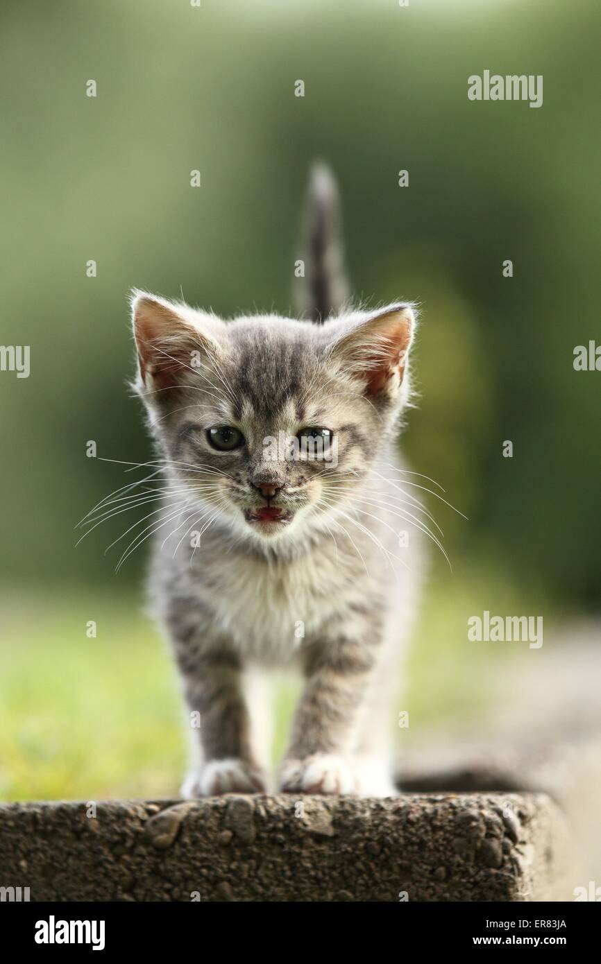 gatito Foto de stock