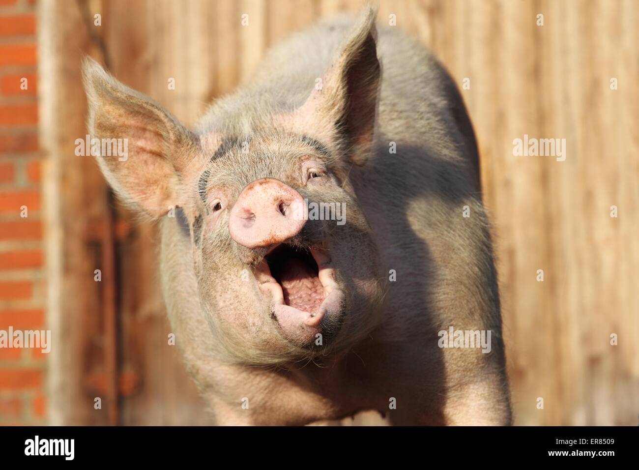 cerdo Foto de stock