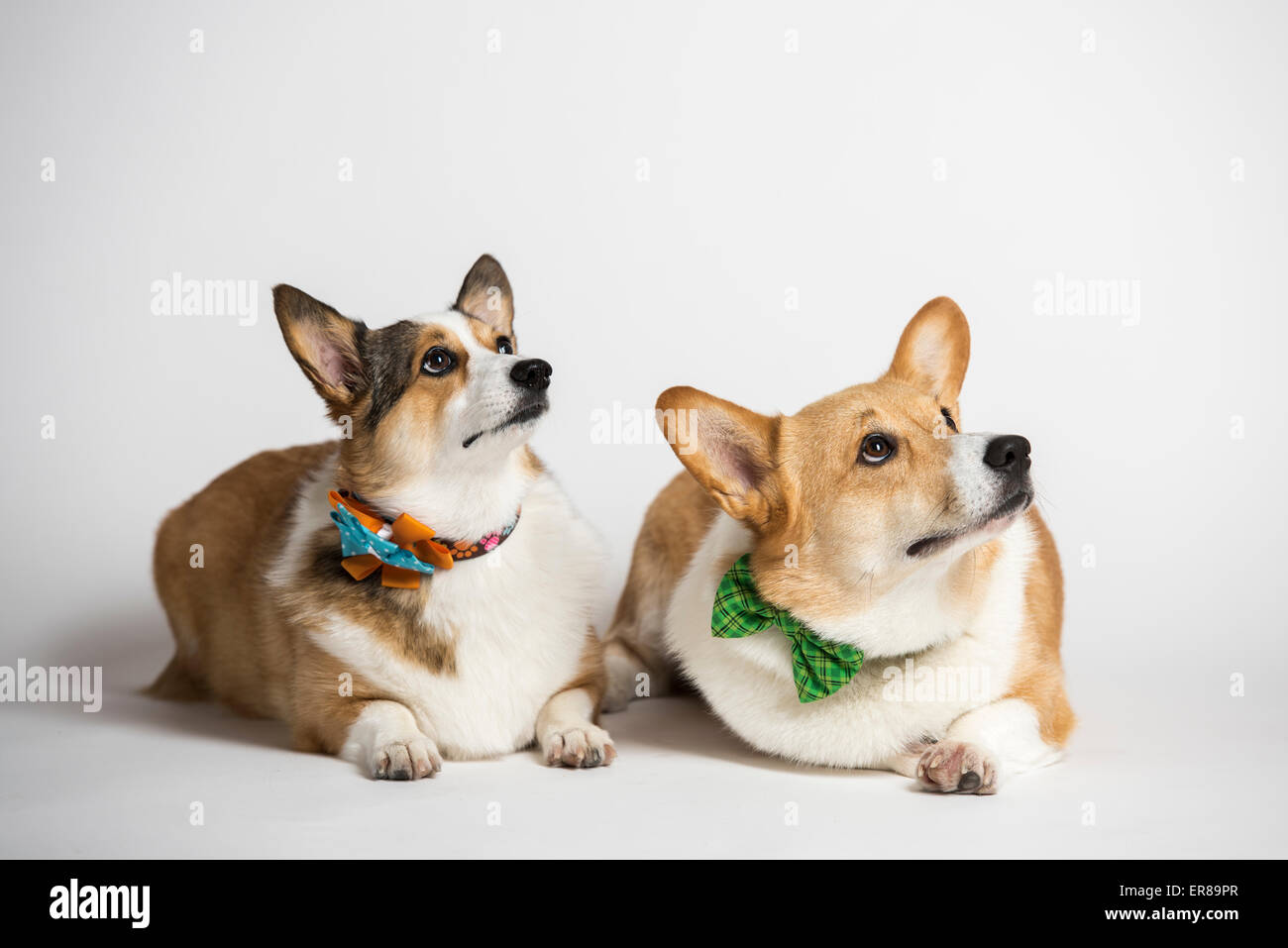Pembroke Welsh Corgis Foto de stock