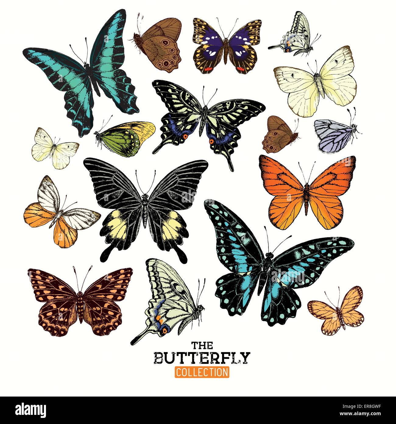 Colección de mariposas realistas. Un conjunto de mariposas, talladas a mano ilustración vectorial. Ilustración del Vector