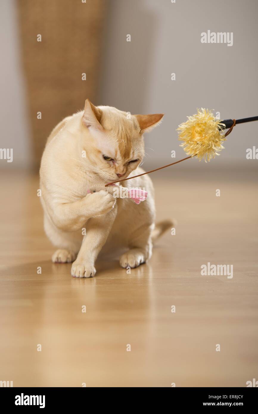 Jugar gato birmano Foto de stock