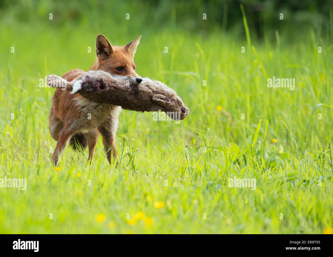 Wild Zorro Rojo (Vulpes vulpes) con conejo Foto de stock