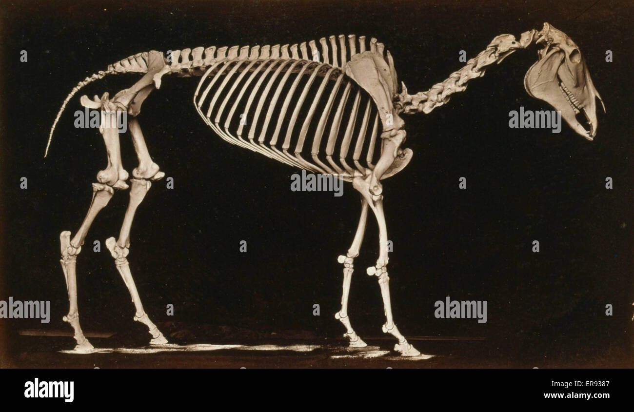 Esqueleto de caballo. De pie. La fotografía muestra un esqueleto de un