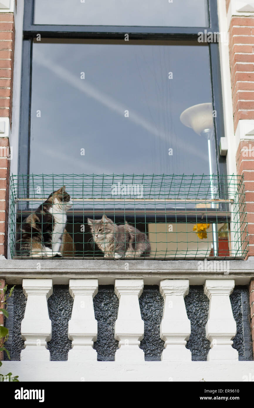 Los gatos domésticos en una jaula en una ventana balcón de un apartamento  en planta alta Fotografía de stock - Alamy
