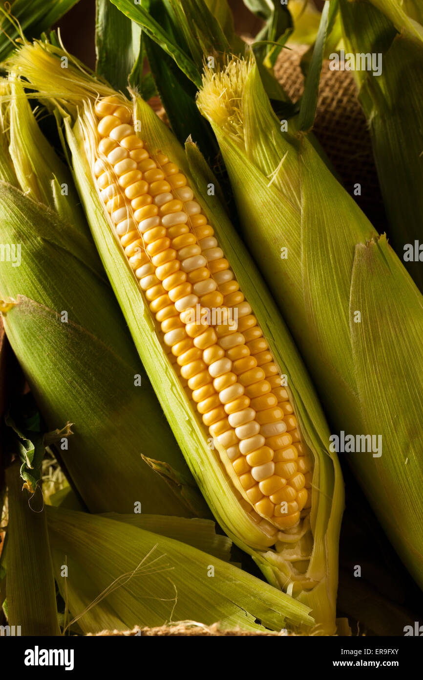 Materias orgánicas Seet Amarillo maíz listos para cocinar Foto de stock