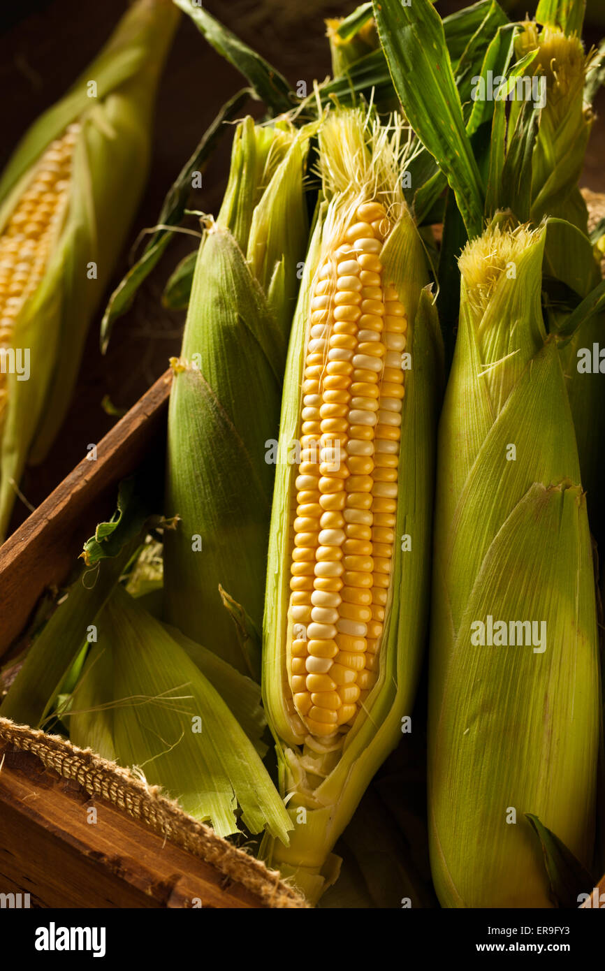 Materias orgánicas Seet Amarillo maíz listos para cocinar Foto de stock