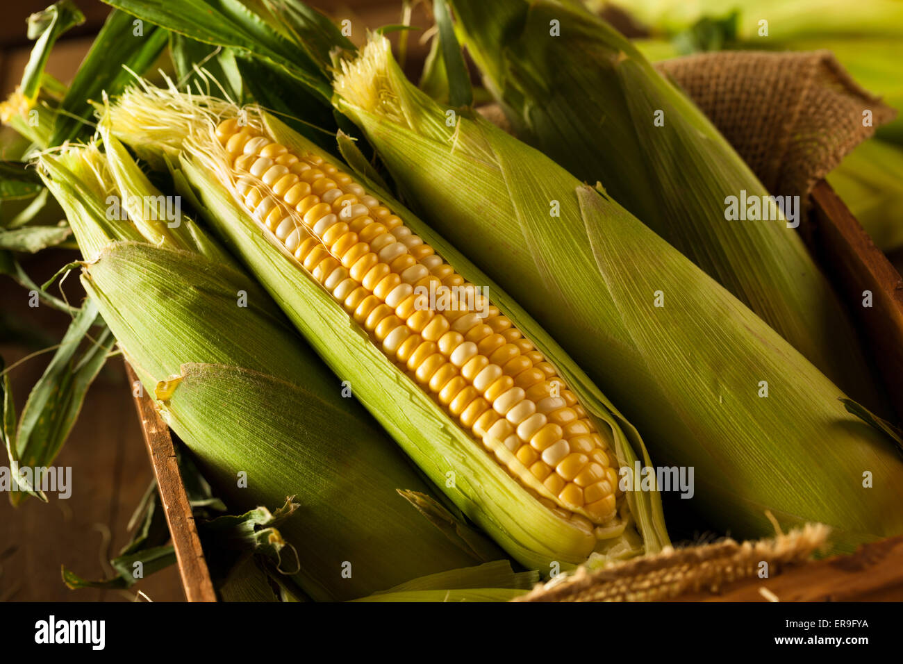 Materias orgánicas Seet Amarillo maíz listos para cocinar Foto de stock