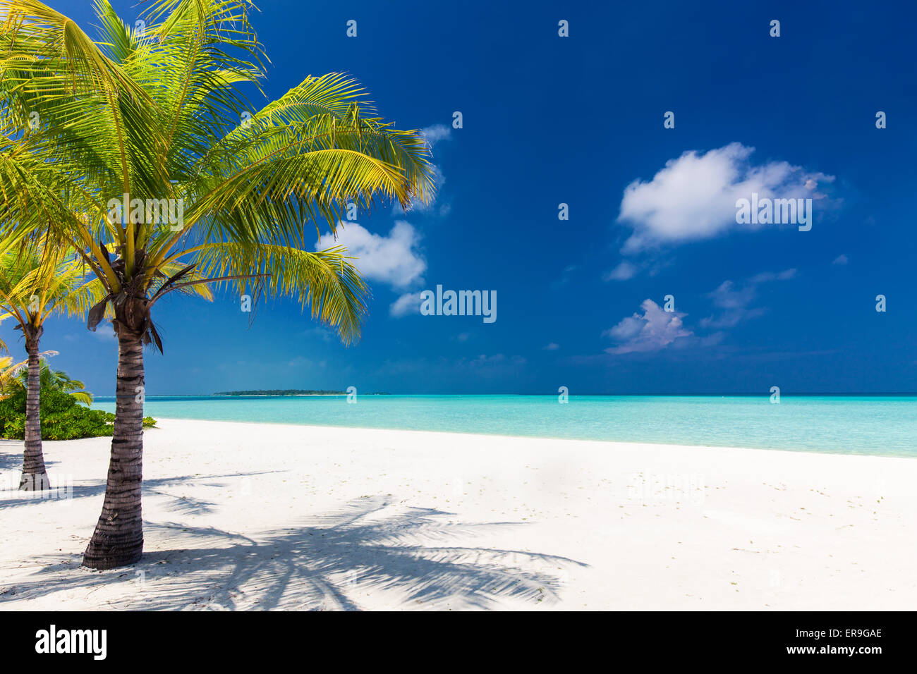 Dos palmeras con vistas a la laguna azul y blanca playa, Maldivas Foto de stock