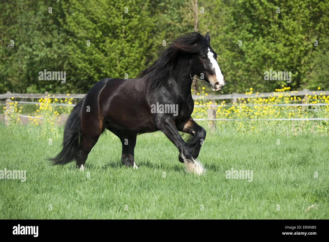 Shire caballo galope. Foto de stock
