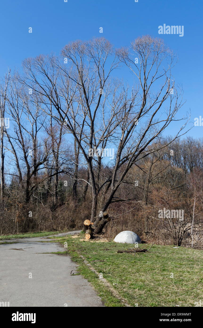 Campo de primavera con árbol caducifolio en la luz del sol en el parque Foto de stock