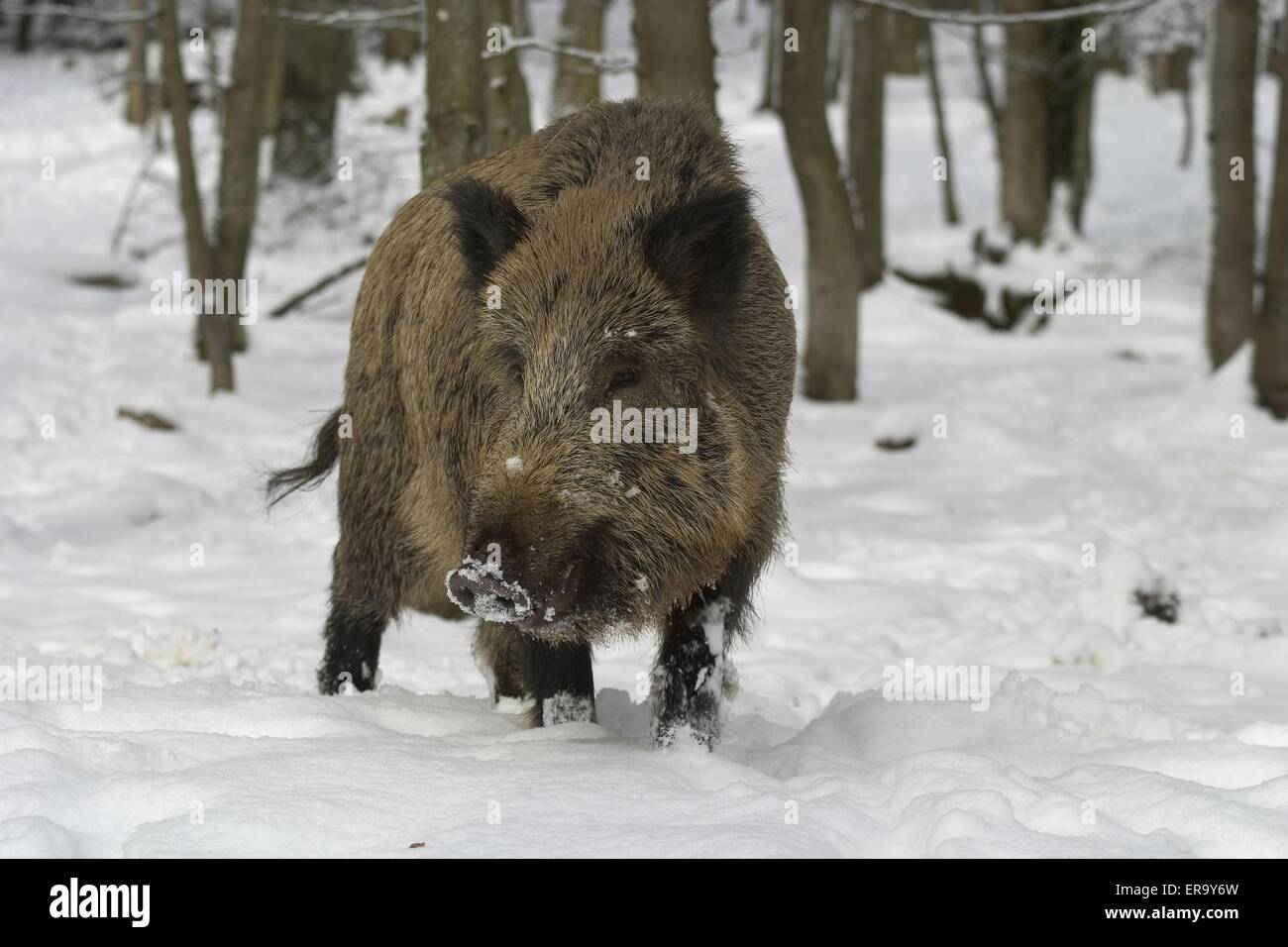 cerdo salvaje Foto de stock