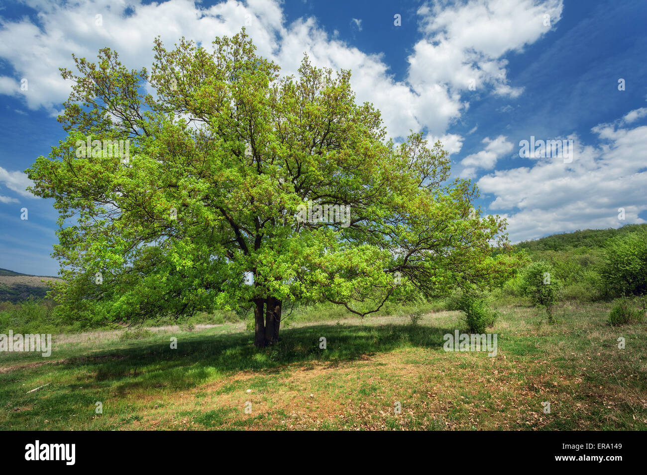 Paisaje al atardecer. Solitario árbol en verano. Las montaг±as De Crimea Foto de stock