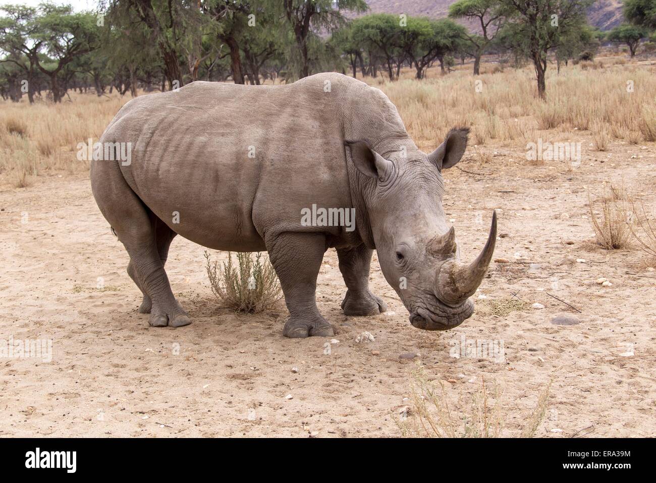 Alabiada cuadrados rhino Foto de stock