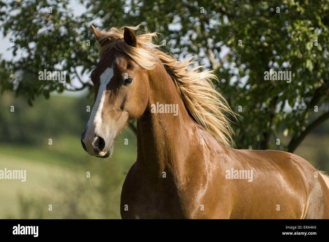 Retrato Welsh-Cob Foto de stock