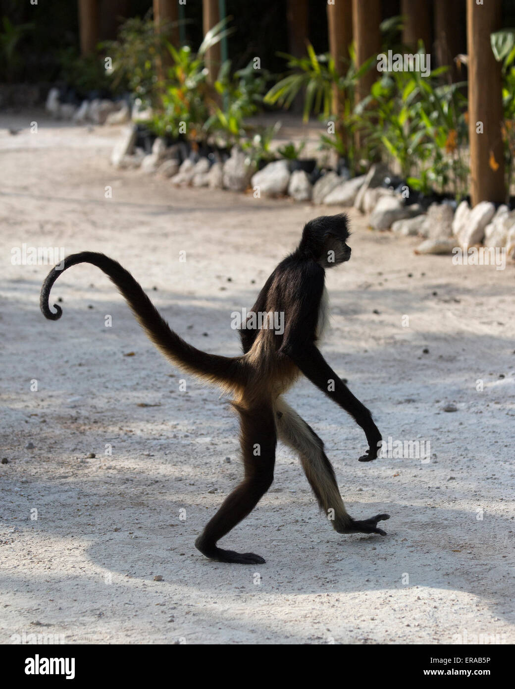 Mono ardilla amarillo caminar sobre el suelo Fotografía de stock - Alamy