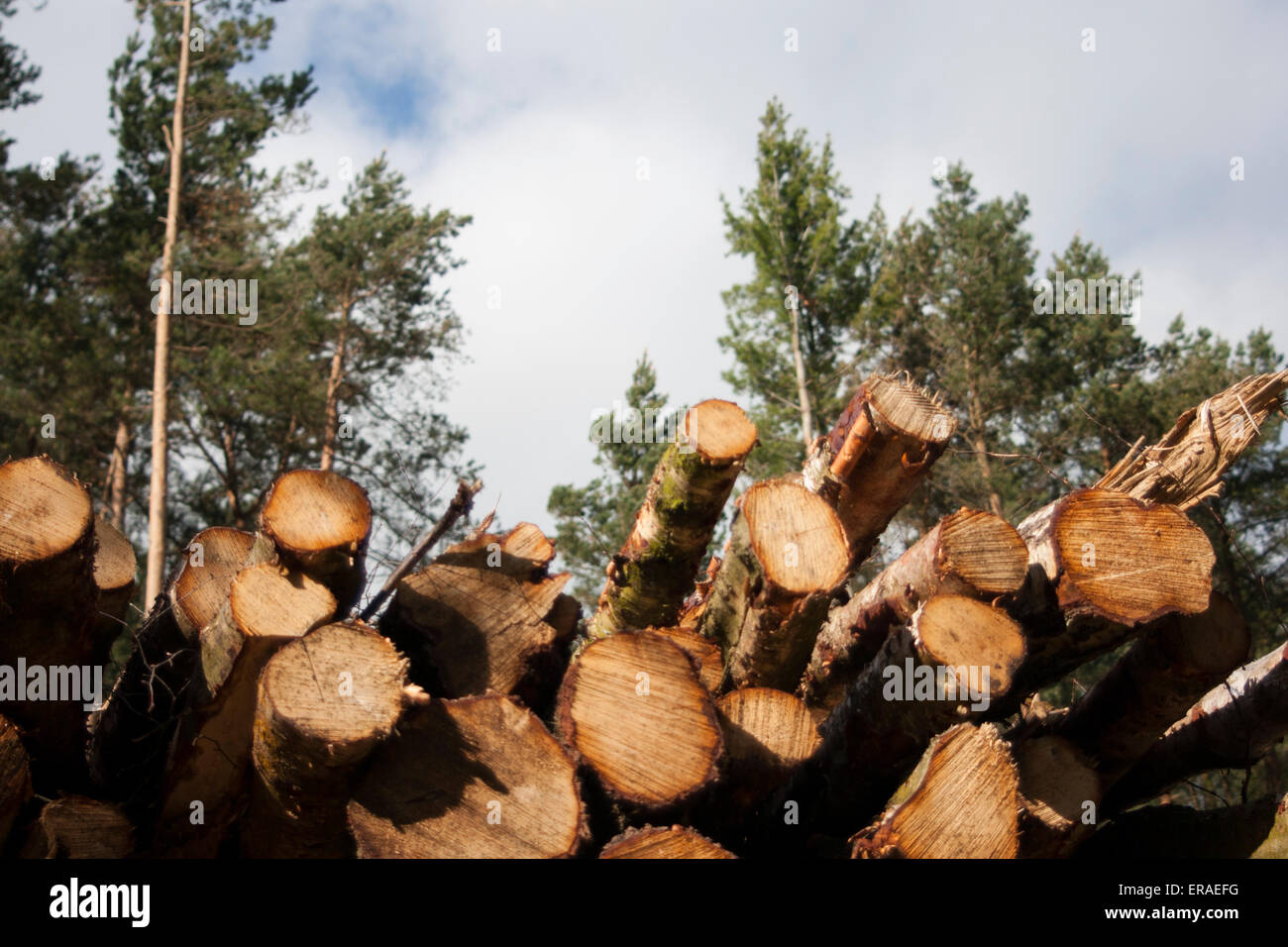 Montón de cortar troncos apilados en un bosque con árboles en el fondo Foto de stock