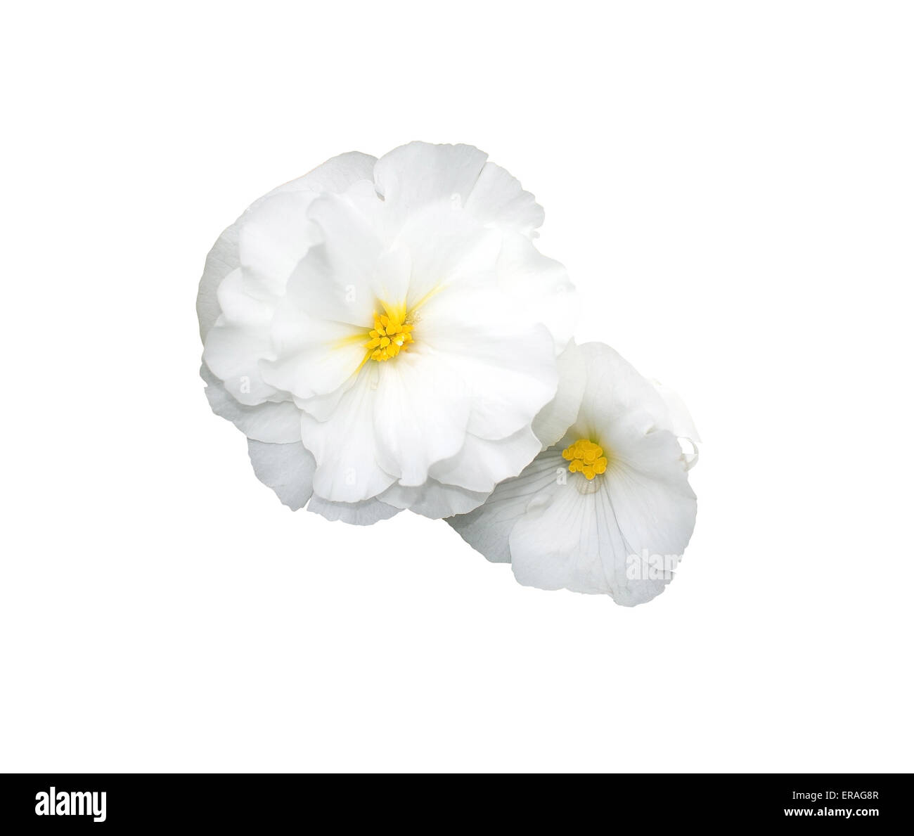 Dos flores blancas aislado en blanco. Foto de stock