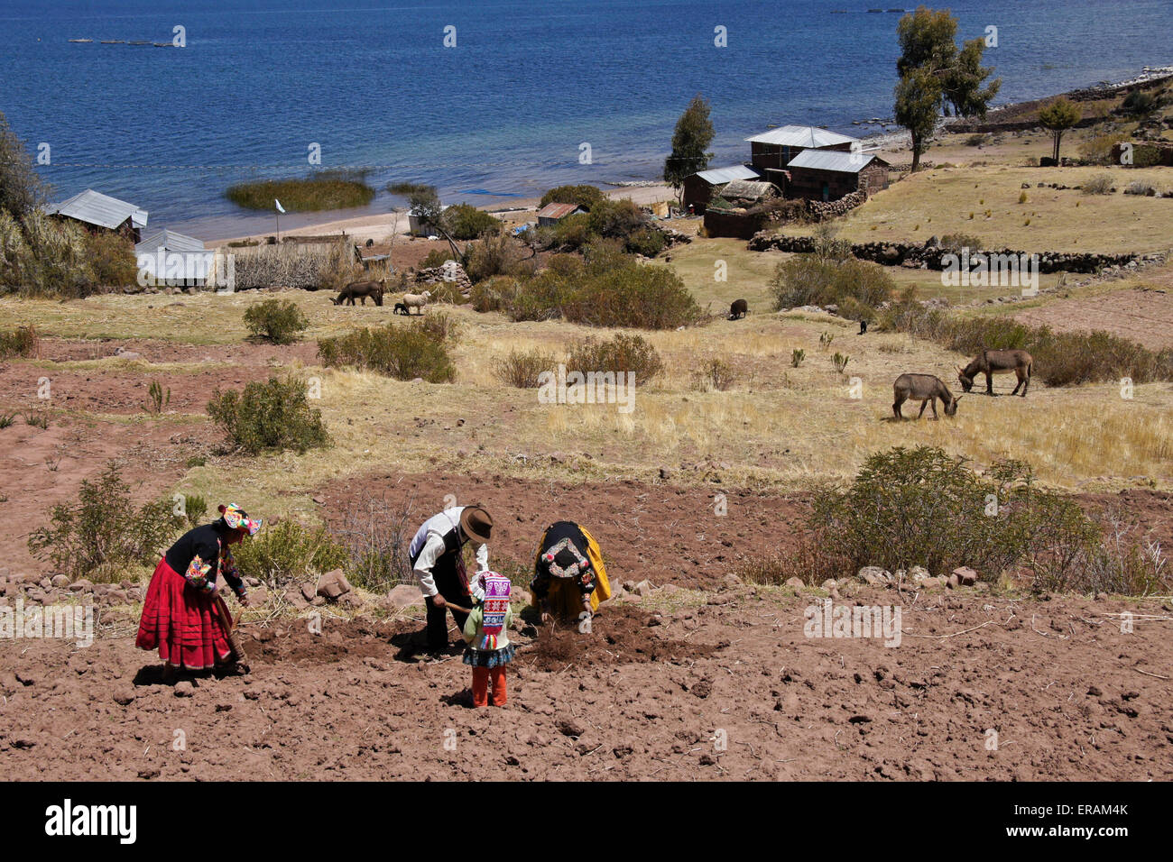 Trabaja en el campo de la familia, la Península de Capachica, Lago  Titicaca, Perú Fotografía de stock - Alamy