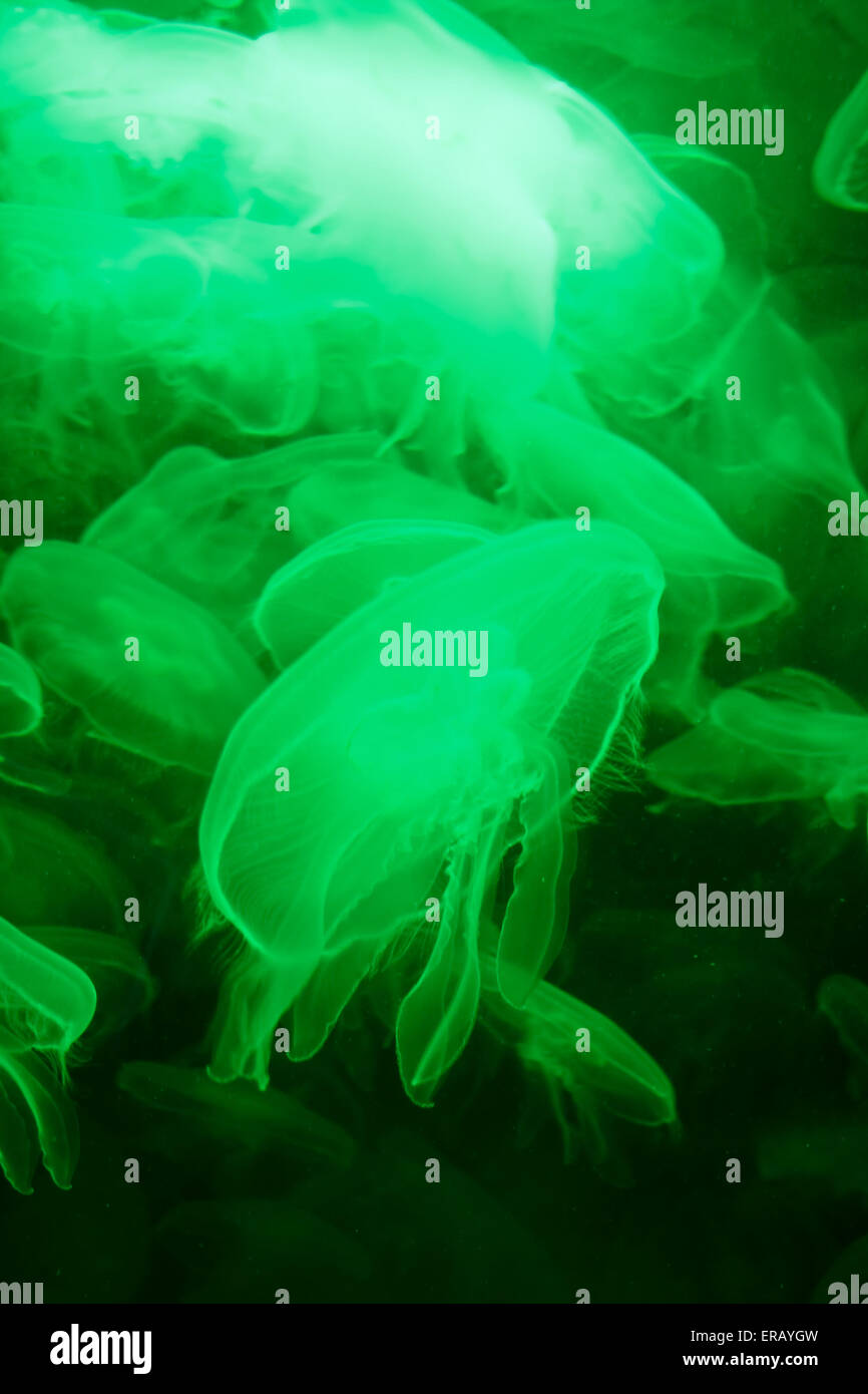Organismos increíblemente hermosos del mundo marino de orejas - medusa Aurelia aurita Foto de stock